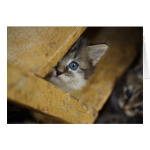 Flüchtige Blick-A-Boo