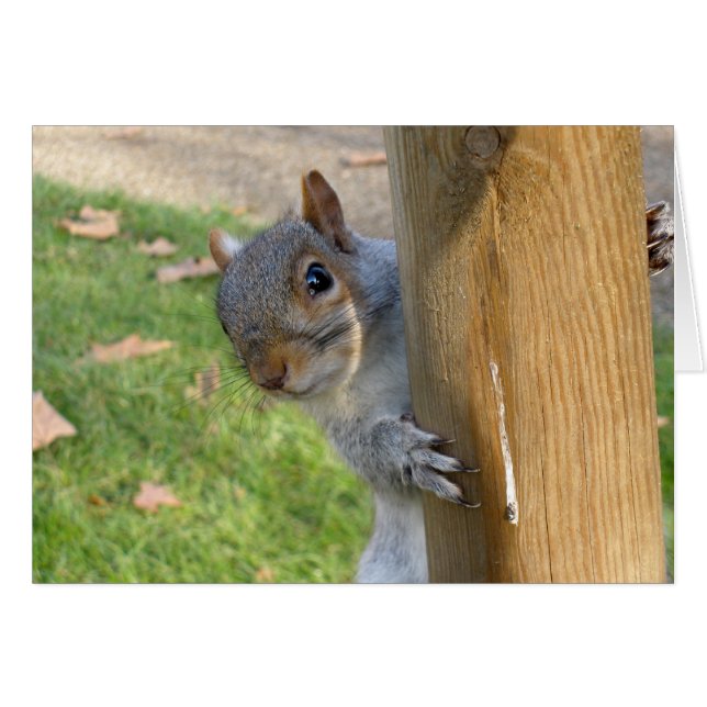 Flüchtige Blick-a-Boo! (Vorderseite (Horizontal))