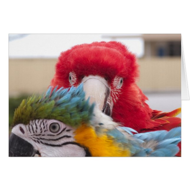 Flüchtige Blick a Boo (Vorderseite (Horizontal))