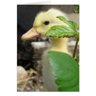 Flüchtige Blick-A-Boo-Duckling