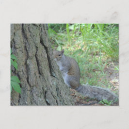 Flüchtige Blick A Boo Eichhörnchen - Postkarte