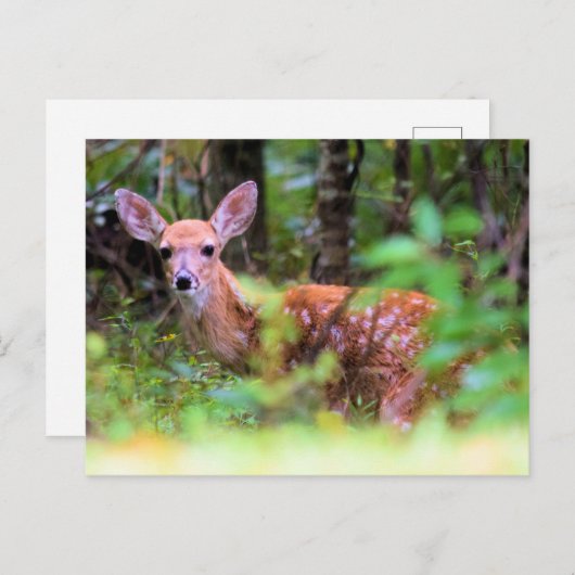 Flüchtige Blick-a-Boo - Gepunktete Fauna in der Br Postkarte (Vorne/Hinten)