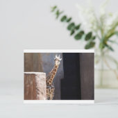 flüchtige Blick-a-boo-Giraffe Postkarte (Stehend Vorderseite)