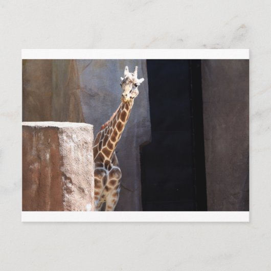 flüchtige Blick-a-boo-Giraffe Postkarte (Vorderseite)