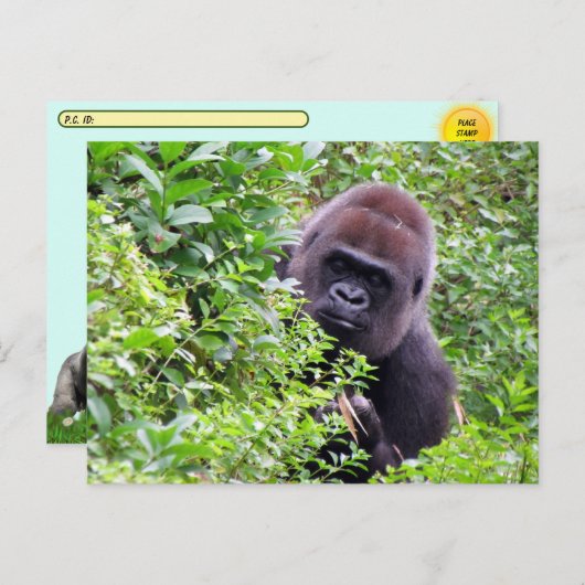 Flüchtige Blick-A-Boo Gorilla einschließlich ID-#  Postkarte (Vorne/Hinten)