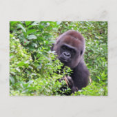 Flüchtige Blick-A-Boo Gorilla einschließlich ID-# Postkarte (Vorderseite)
