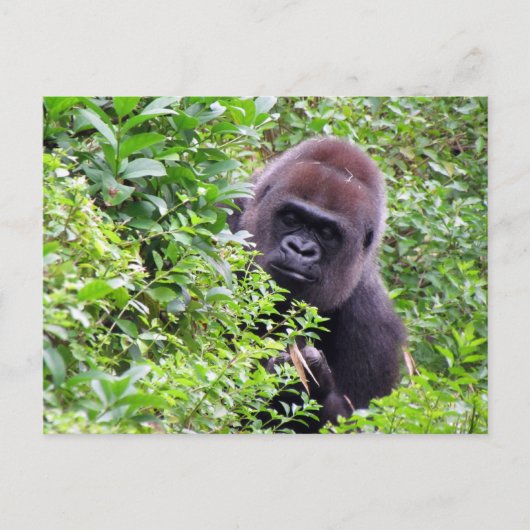 Flüchtige Blick-A-Boo Gorilla einschließlich ID-# Postkarte (Vorderseite)