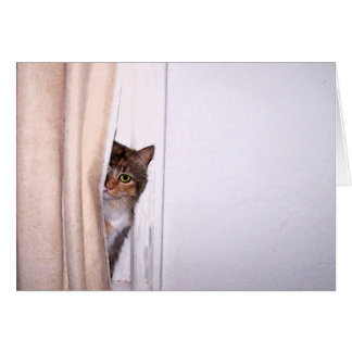 Flüchtige Blick-a-Boo-Katze