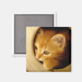 Flüchtige Blick-A-Boo! Kitten - Magnet (Vorderseite/Rückseite)