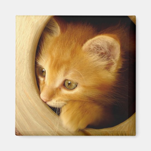 Flüchtige Blick-A-Boo! Kitten - Magnet (Vorne)