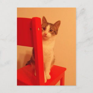 Flüchtige Blick a Boo Kitten Postkarte