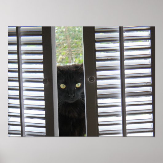 Flüchtige Blick-a-Boo Kitty, Katze im Fensterplaka Poster (Vorne)