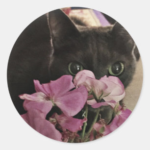 Flüchtige Blick-a-Boo Kitty Stickers