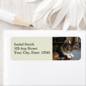 Flüchtige Blick-a-Boo Kitty Zorro Rücksendeadresse (Insitu)