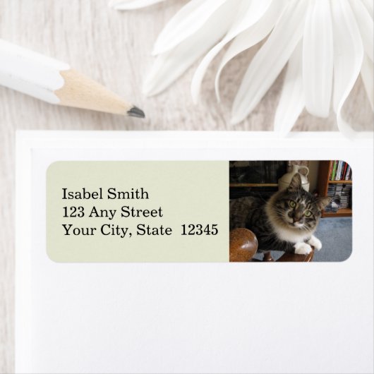 Flüchtige Blick-a-Boo Kitty Zorro Rücksendeadresse (Insitu)