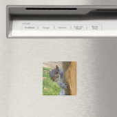 Flüchtige Blick-a-Boo! Magnet (In Situ (Geschirrspüler))