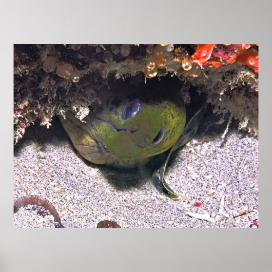 Flüchtige Blick a Boo Moray Poster (Vorne)