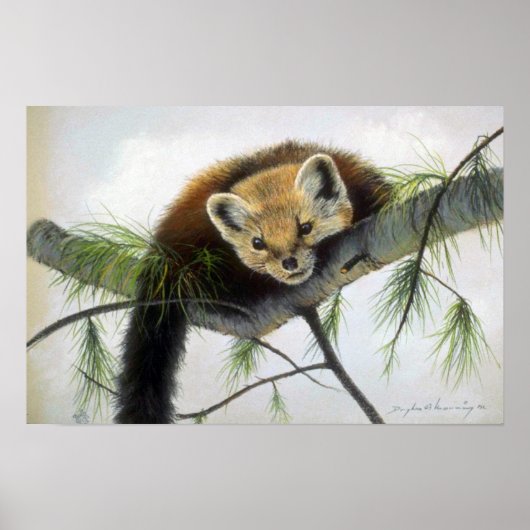 Flüchtige Blick-a-boo, Pine Marten Poster (Vorne)