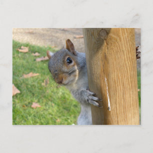 flüchtige Blick-a-Boo! Postkarte