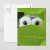 Flüchtige Blick-A-Boo Postkarte (Vorne/Hinten)