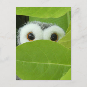 Flüchtige Blick-A-Boo Postkarte