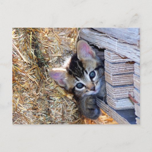 Flüchtige Blick-a-Boo Postkarte (Vorderseite)