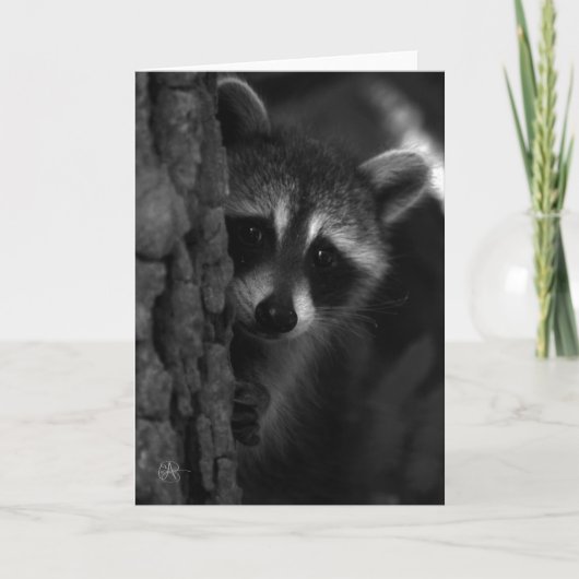 Flüchtige Blick-a-Boo-Raccoon Karte (Vorderseite)