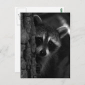 flüchtige Blick-a-Boo-Raccoon Postkarte (Vorne/Hinten)