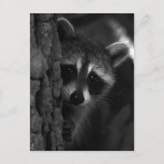 flüchtige Blick-a-Boo-Raccoon Postkarte
