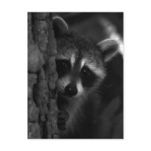 flüchtige Blick-a-Boo-Raccoon