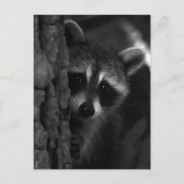 flüchtige Blick-a-Boo-Raccoon Postkarte
