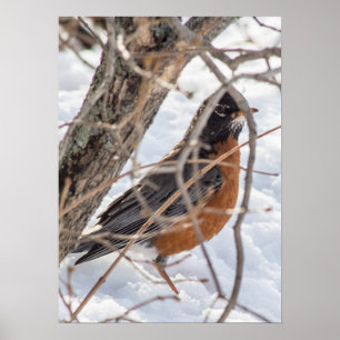 Flüchtige Blick-a-boo Robin Poster