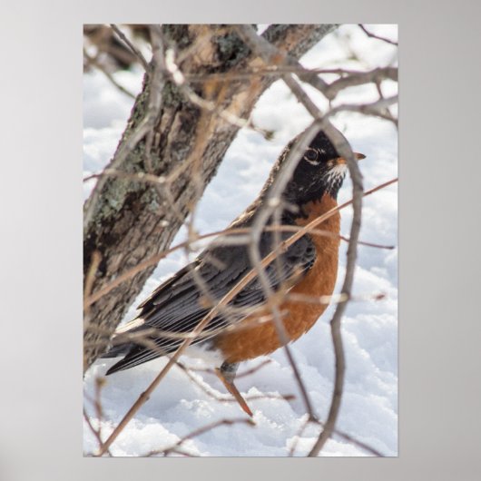 Flüchtige Blick-a-boo Robin Poster (Vorne)