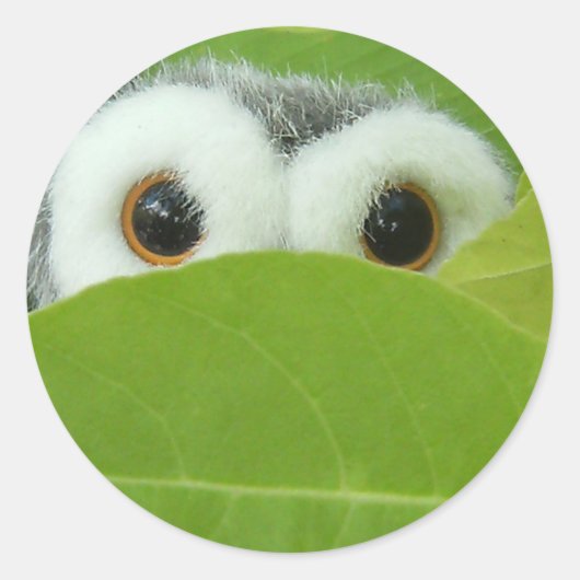 Flüchtige Blick-A-Boo Runder Aufkleber (Vorderseite)