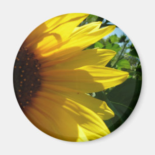 Flüchtige Blick A Boo Sonnenblume Magnet