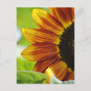 Flüchtige Blick A Boo Sunflower Postcard Postkarte