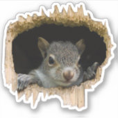 Flüchtige Blick. - Grauhörnchen Aufkleber (Vorderseite)