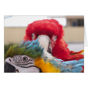 Flüchtiger Blick ein Boo