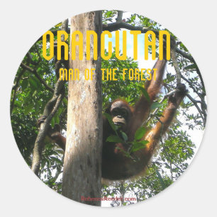Flüchtiger Blick ein Boo Primat - Orang-Utan Runder Aufkleber