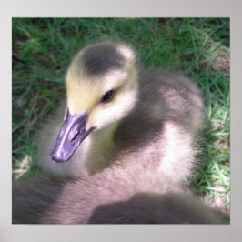 Fluff und Stuff Poster