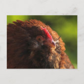 FluffaDerp Postcard Postkarte (Vorderseite)