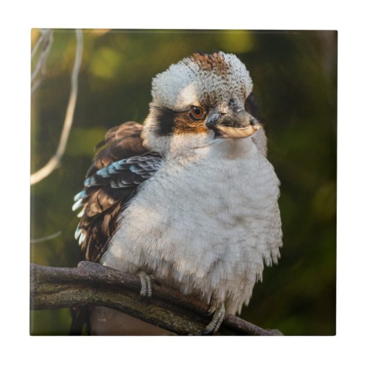 Fluffed up lacht kookaburra fliese (Vorderseite)