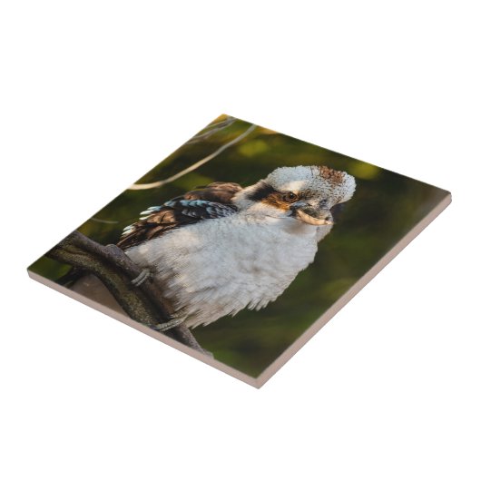 Fluffed up lacht kookaburra fliese (Seite)