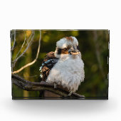 Fluffed up lacht kookaburra fotoblock (Vorderseite)