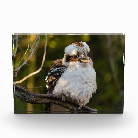 Fluffed up lacht kookaburra fotoblock (Vorderseite)