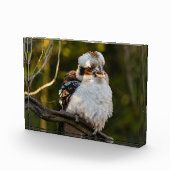 Fluffed up lacht kookaburra fotoblock (Rechts)
