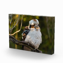 Fluffed up lacht kookaburra fotoblock