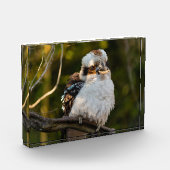 Fluffed up lacht kookaburra fotoblock (Links)