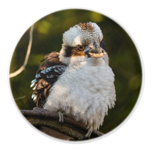Fluffed up lacht kookaburra keramikknauf (Vorderseite)