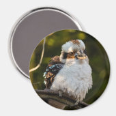 Fluffed up lacht kookaburra magnet (Vorderseite/Rückseite)